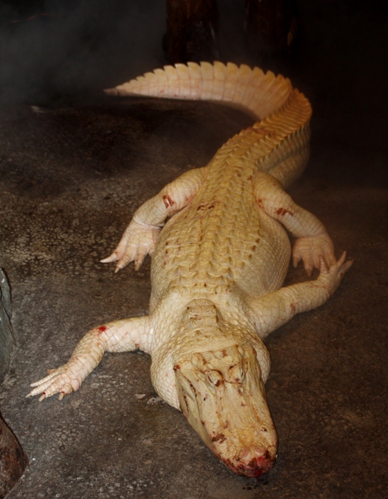 white alligator